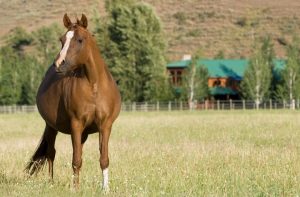 Who is responsible for a pregnant mare?