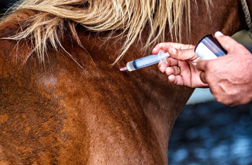 Can a Veterinarian Be Liable for a Horse Doping Violation?