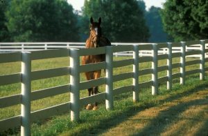 Paard retourneren aan verkoper