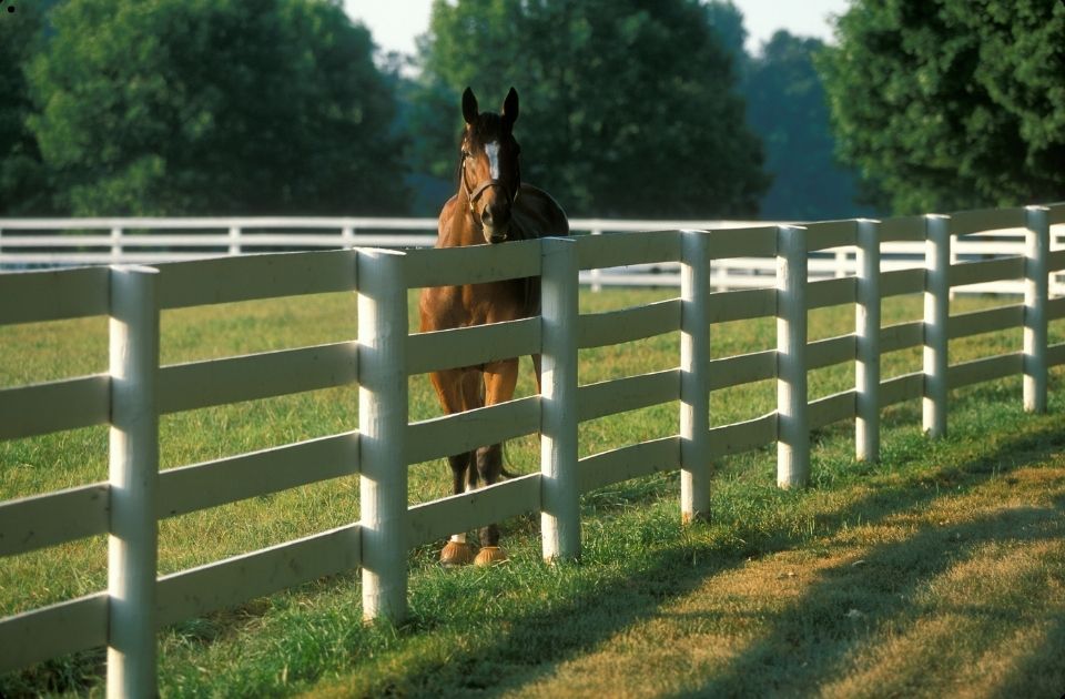 Paard retourneren aan verkoper