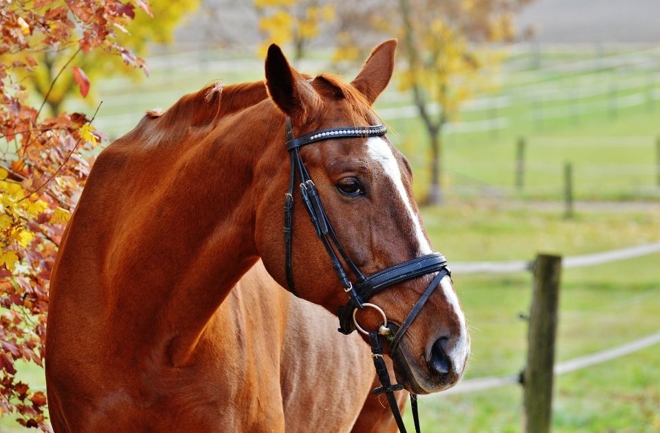 horse seizure legal proceedings