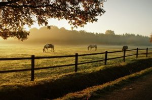 Buying a Horse with Hidden Defects