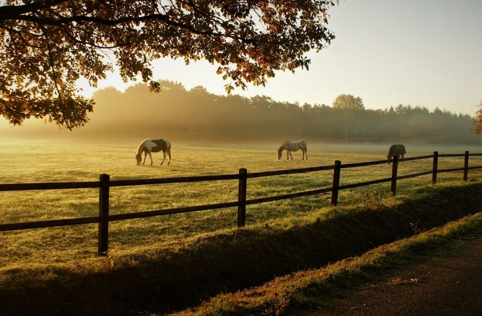 Buying a Horse with Hidden Defects
