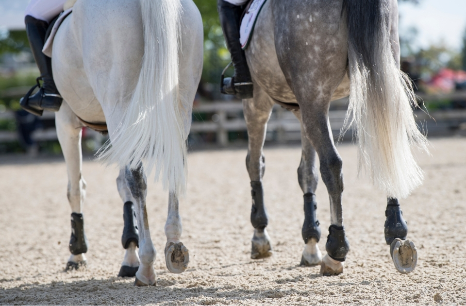 Consumer protection in horse sales – Schelstraete Equine Law