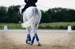 koopovereenkomst paard vernietigen koopsom terugvorderen