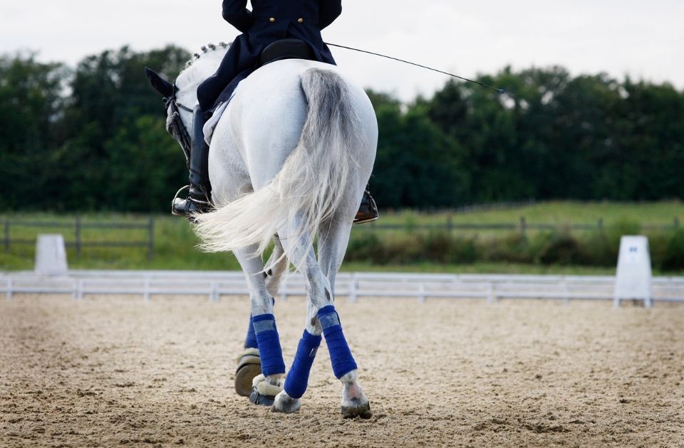 koopovereenkomst paard vernietigen koopsom terugvorderen