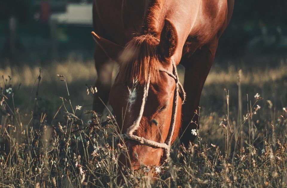 Equine sales dispute win for Schelstraete Equine Law