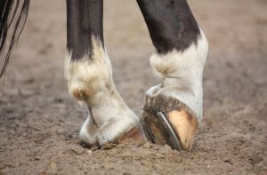 koopovereenkomst paard ontbonden