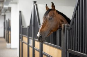 paard teruggave retentierecht kort geding
