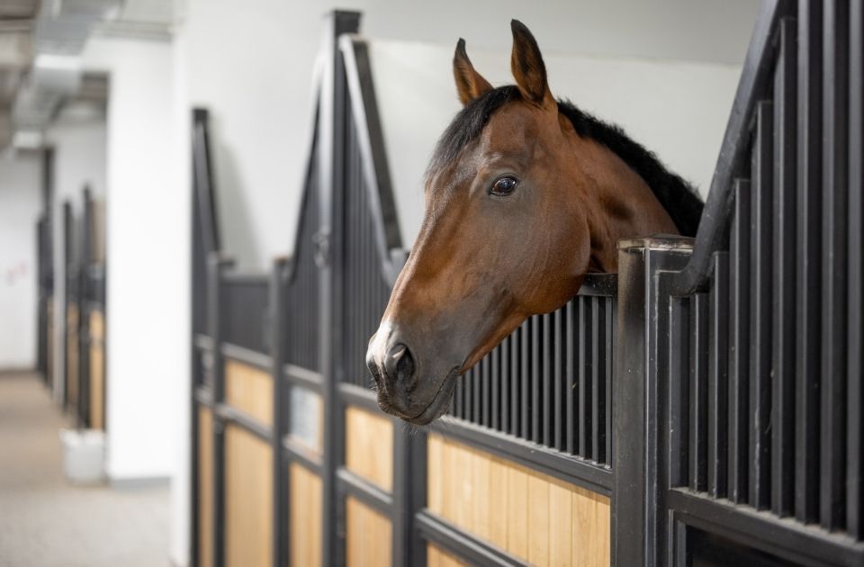paard teruggave retentierecht kort geding