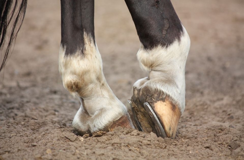 koopovereenkomst paard ontbonden