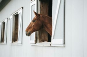 How to start an equine business in the Netherlands?