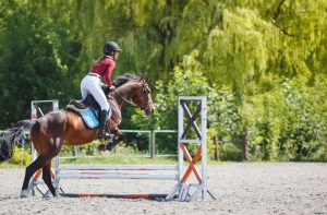 koopgeschil paard advocaat
