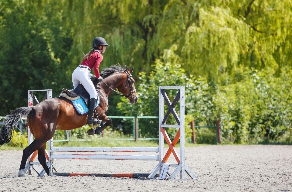 koopgeschil paard advocaat