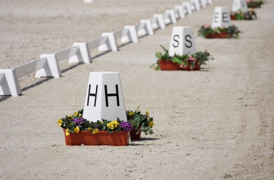 Mediation in de paardenwereld