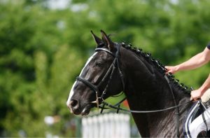 Legal help in international horse ownership disputes