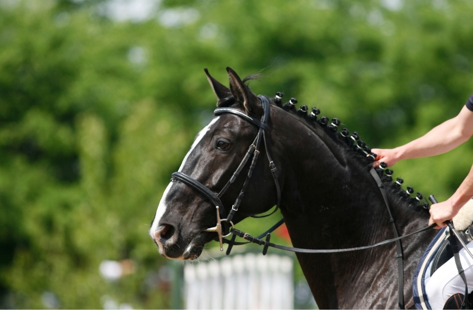 Legal help in international horse ownership disputes