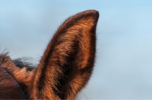 Gene Doping in equestrian sport