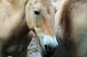 Non-Conforming Horse Case Won