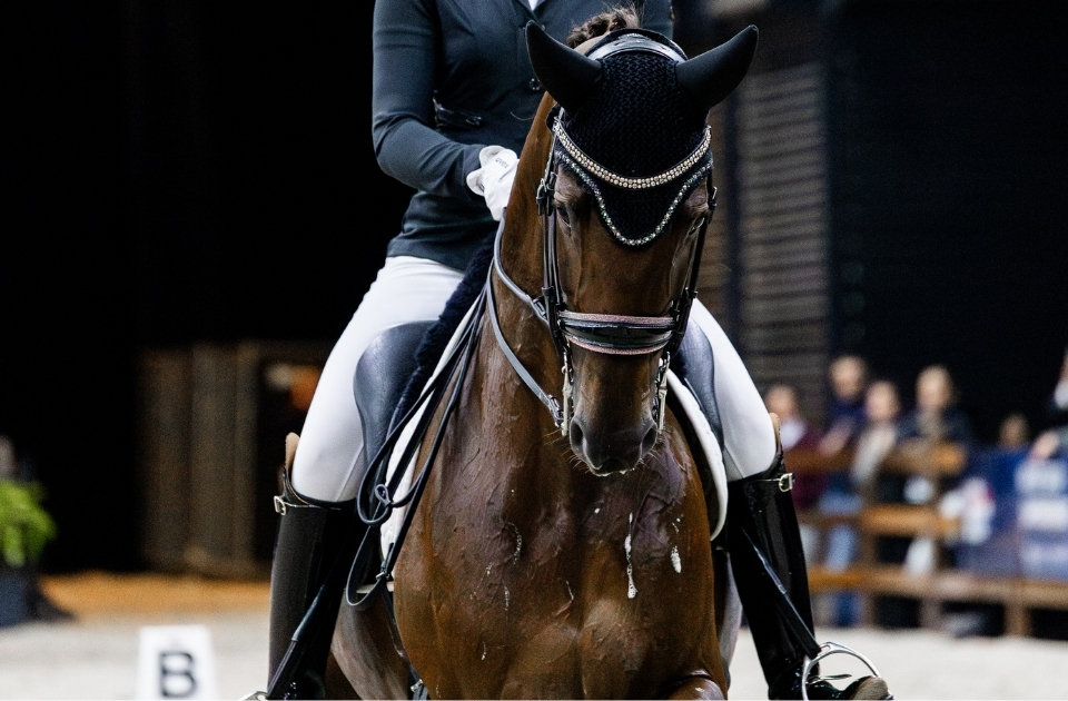 Schelstraete Equine Law to attend the Dutch Masters 2026