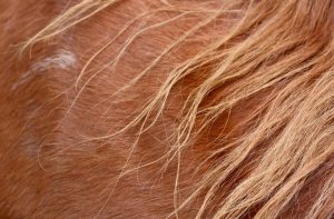 hair analysis equine doping