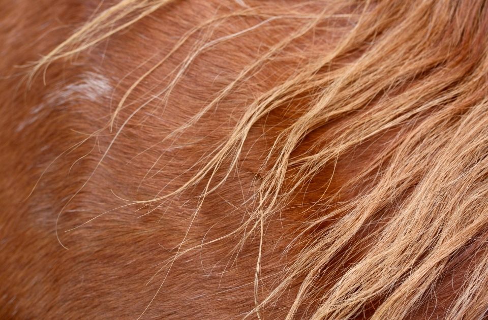 hair analysis equine doping