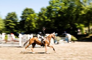 equine agreements verbal contracts