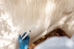 equine veterinary liability lawyer