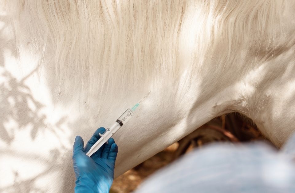 equine veterinary liability lawyer
