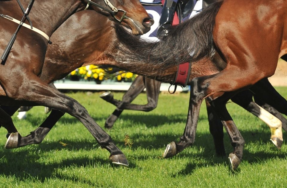 What is equine law? Frequently asked questions