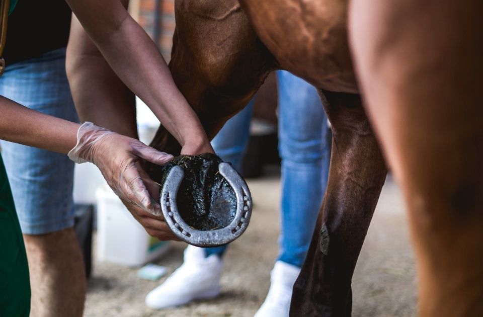 Ontbinding paardenkoop