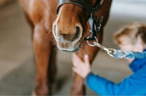 Veterinarians